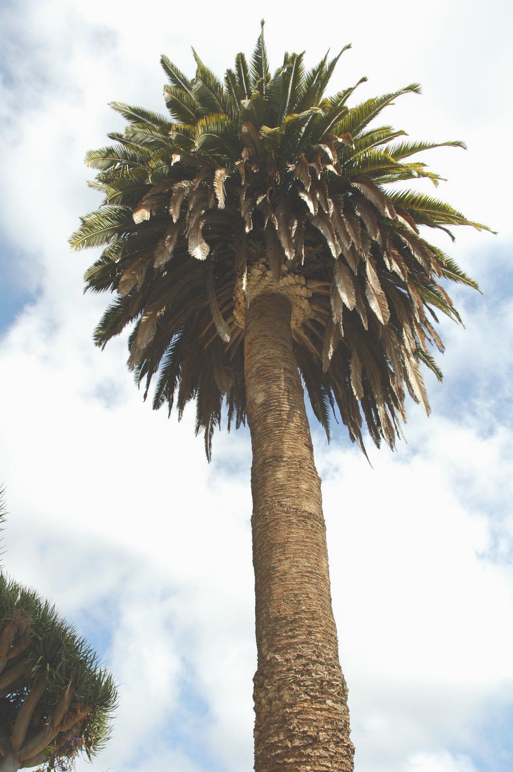 Palm (3)