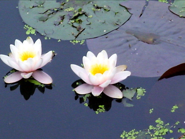 Waterlelies