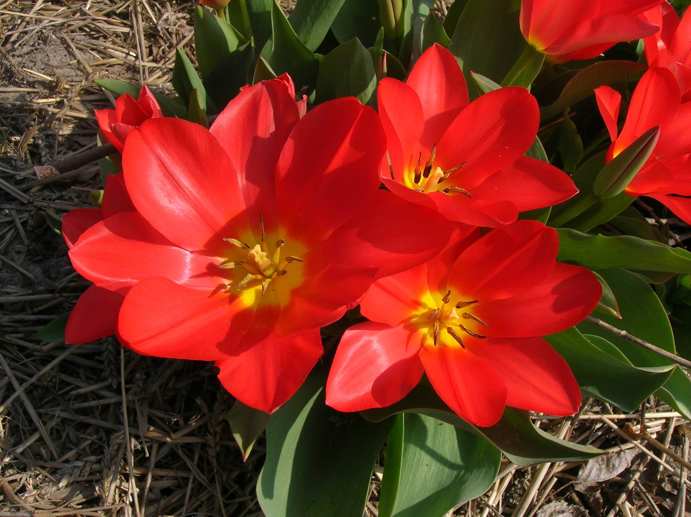 Stralende tulpen