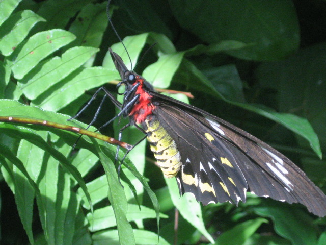 Tropische vlinder (2)