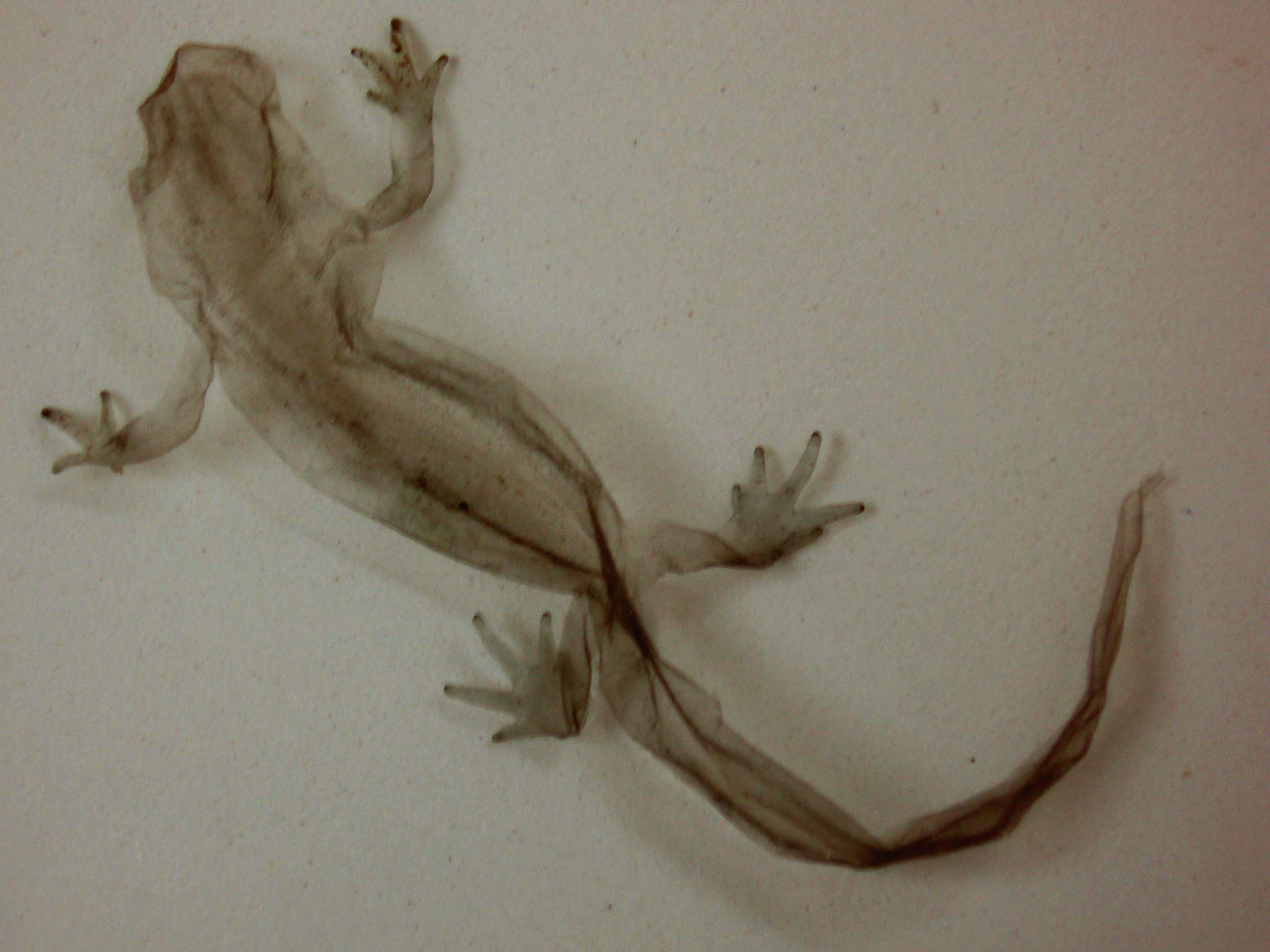 huid van watersalamander