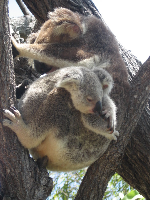 Koala met kleintje 
