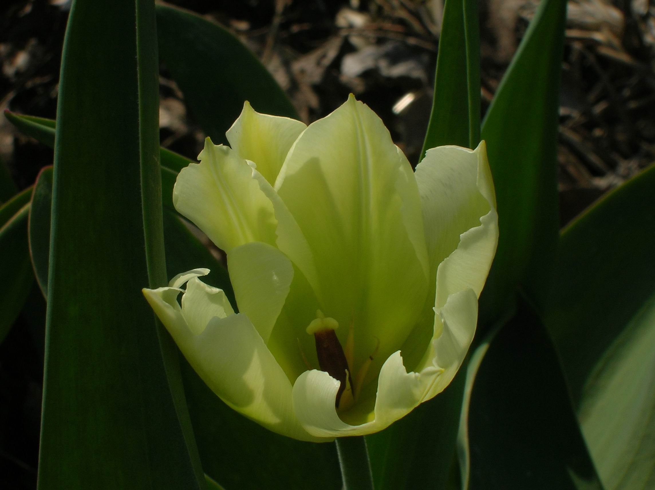 Tulp
