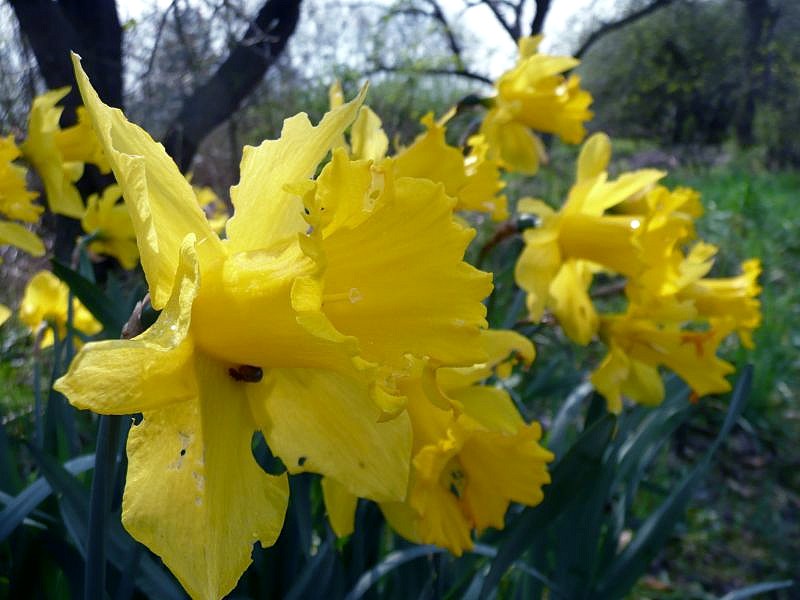 trompetters in de rij