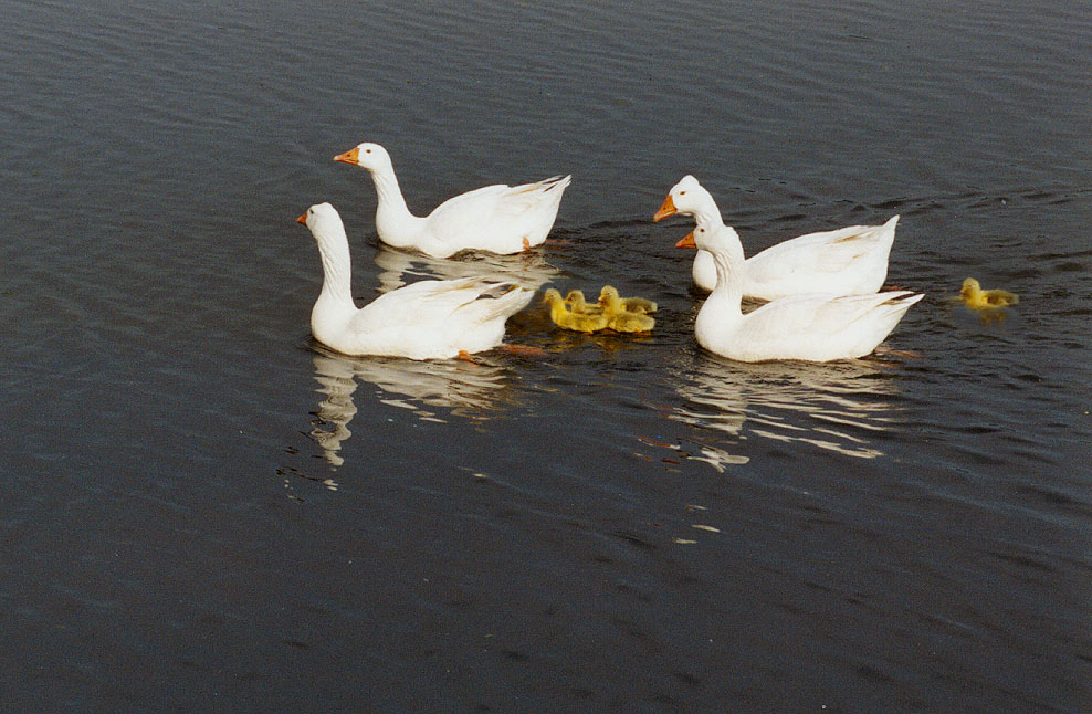 Ganzen met jongen