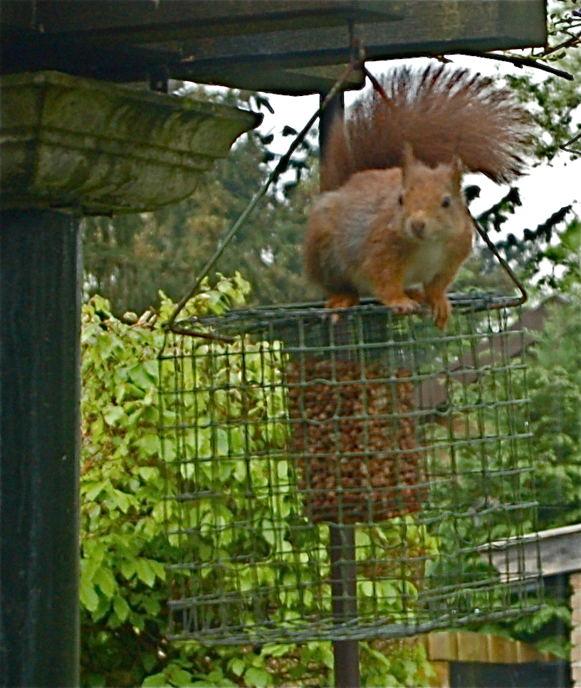 Eekhoorn komt eten.