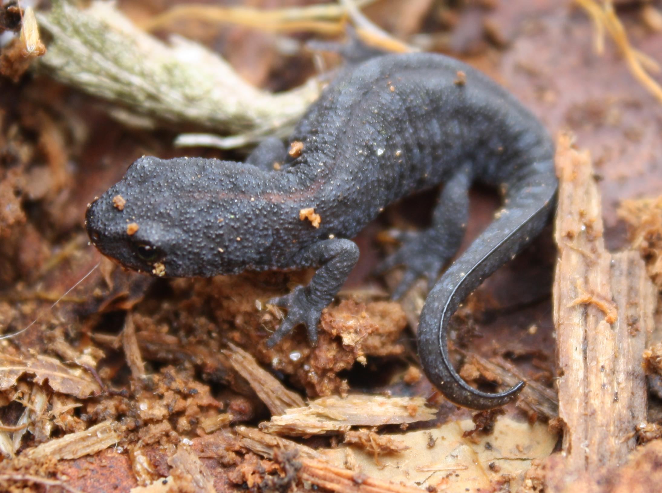 Alpenwatersalamander