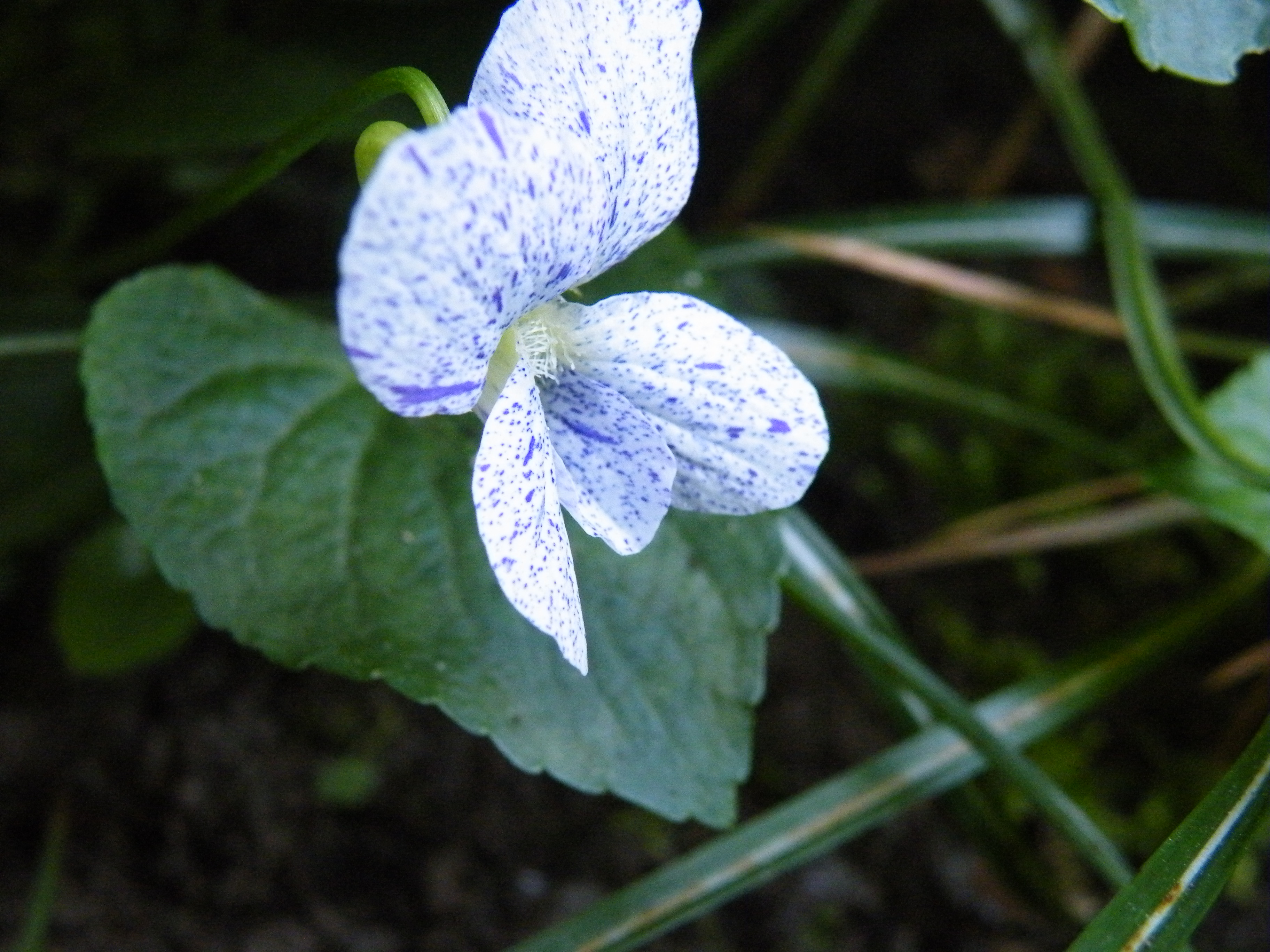 macro in de achtertuin