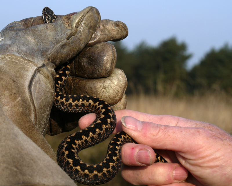 Beter 1 adder in de hand...