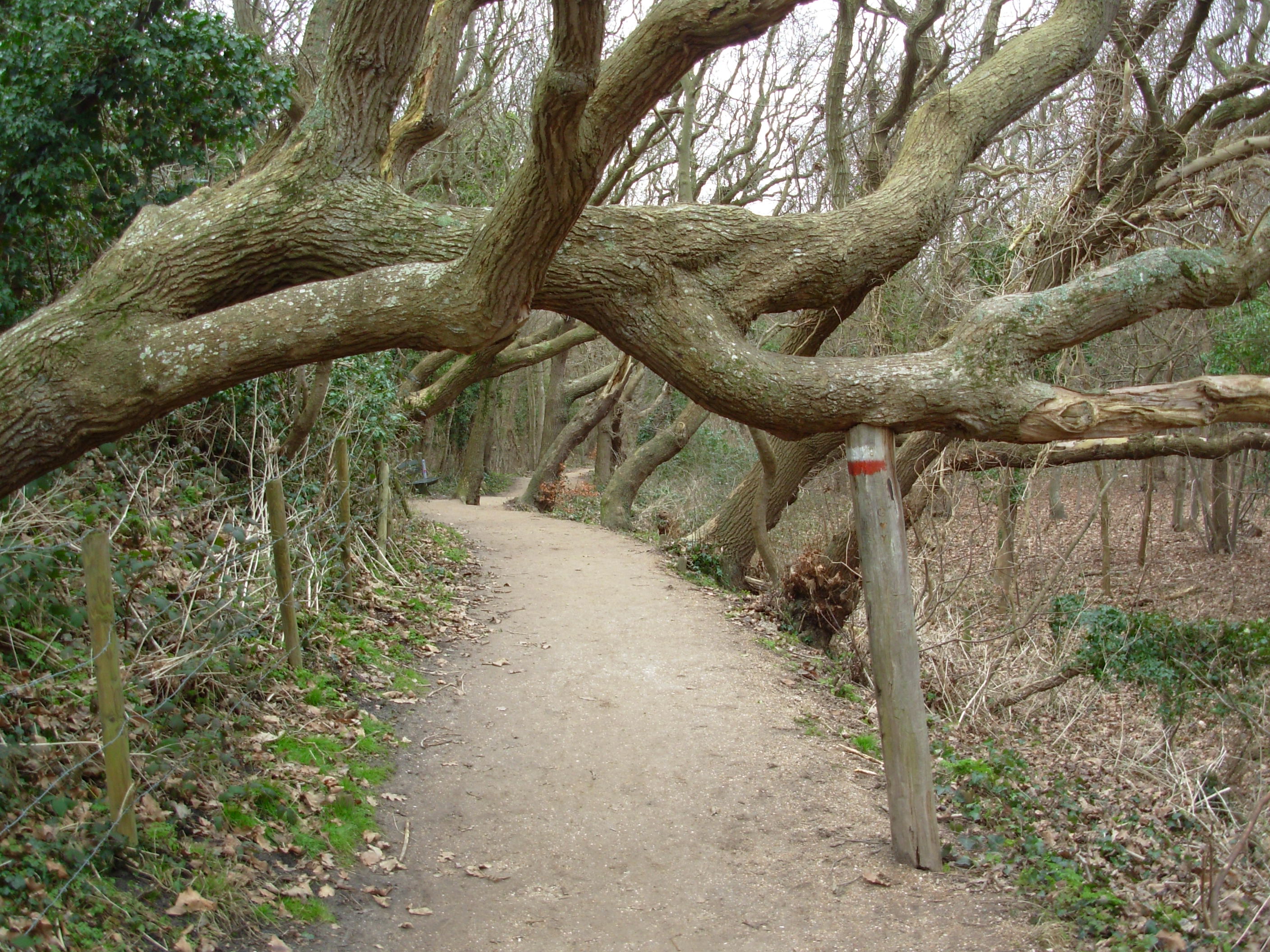 Vermoeide boom