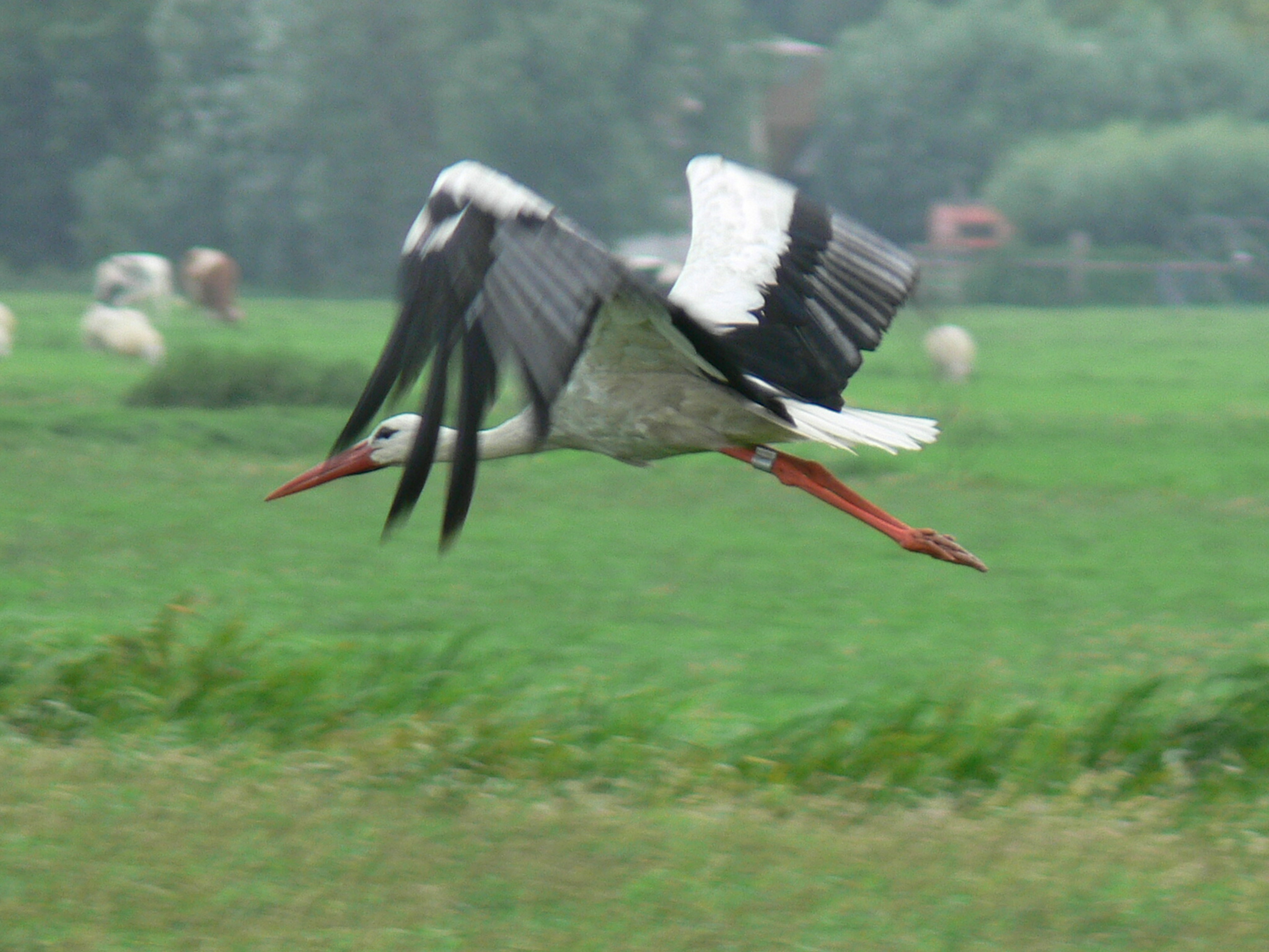 Ooievaar in Vogelvlucht nr:3