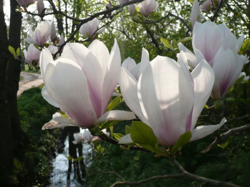 magnolia in tegenlicht
