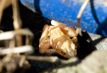 albino groene kikker