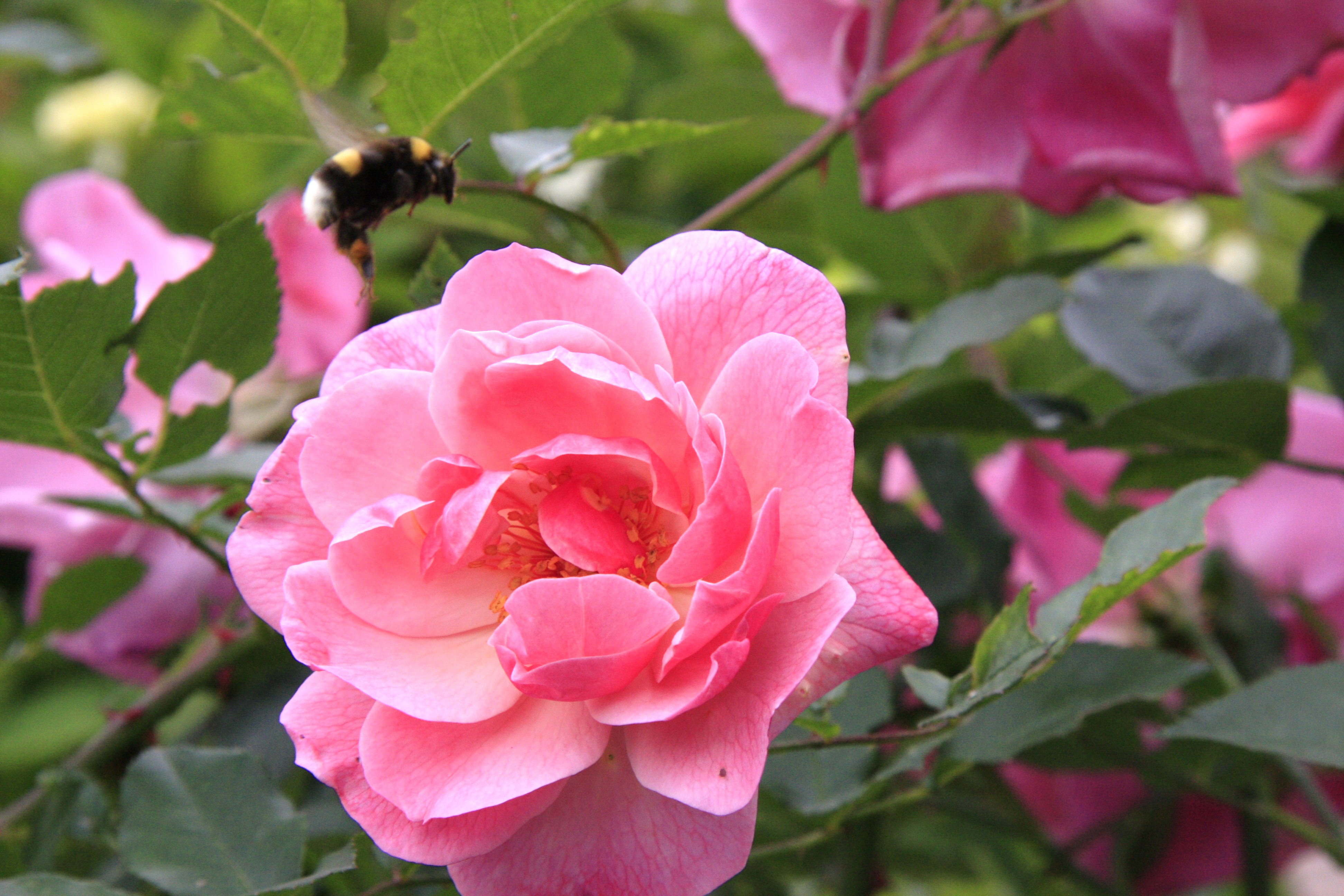 Bloemetjes en de bijtjes 