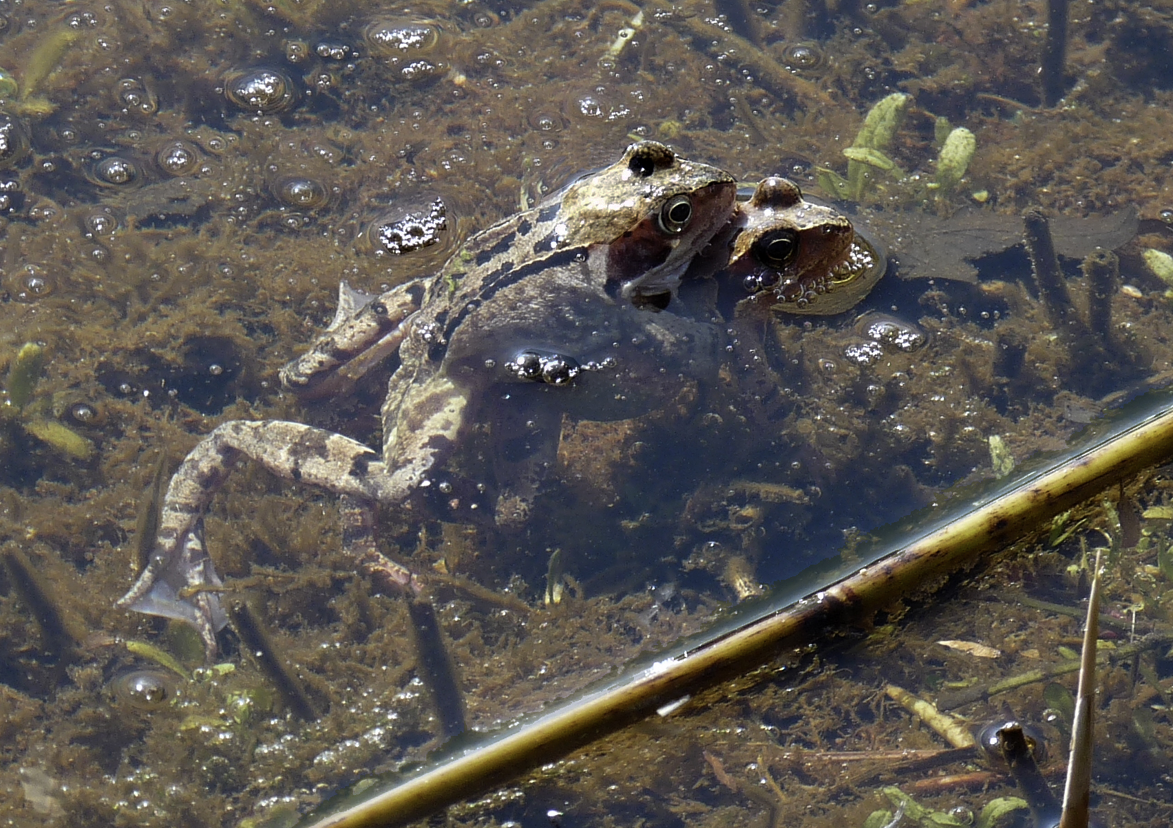 Bruine kikker