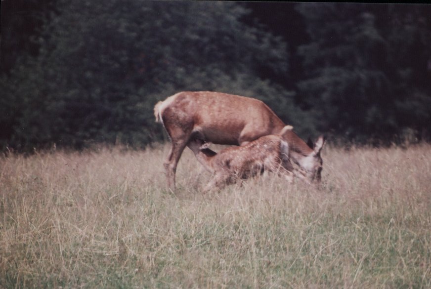 Edelhert met kalf