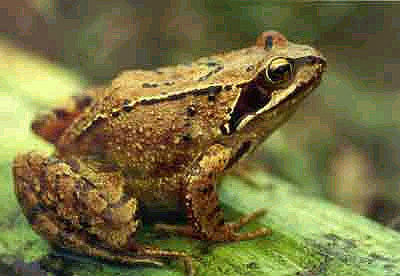 Bruine kikker