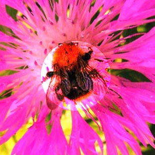 Het bijtje en het bloemetje