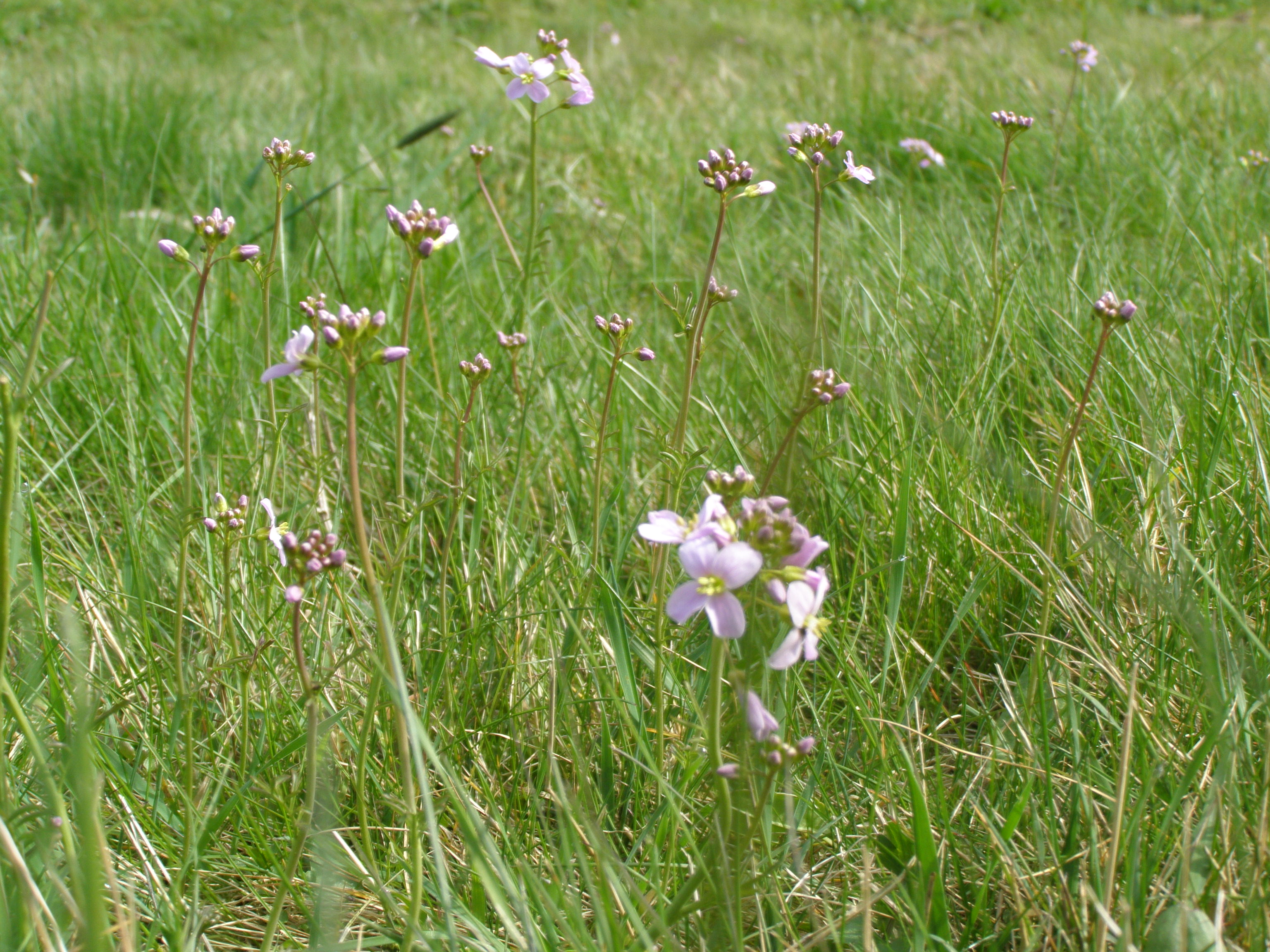 De eerste pinksterbloemen.