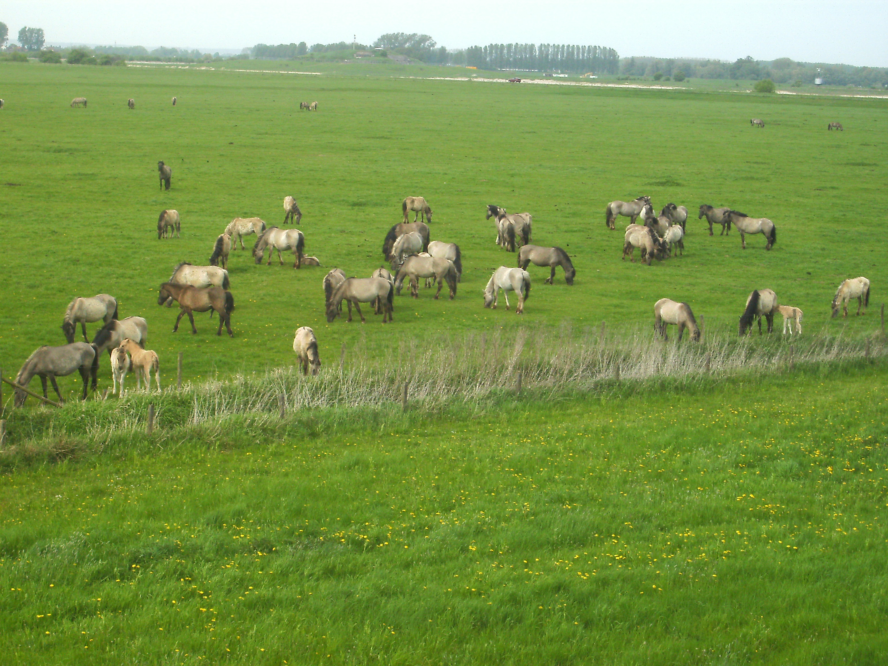 koniks paarden