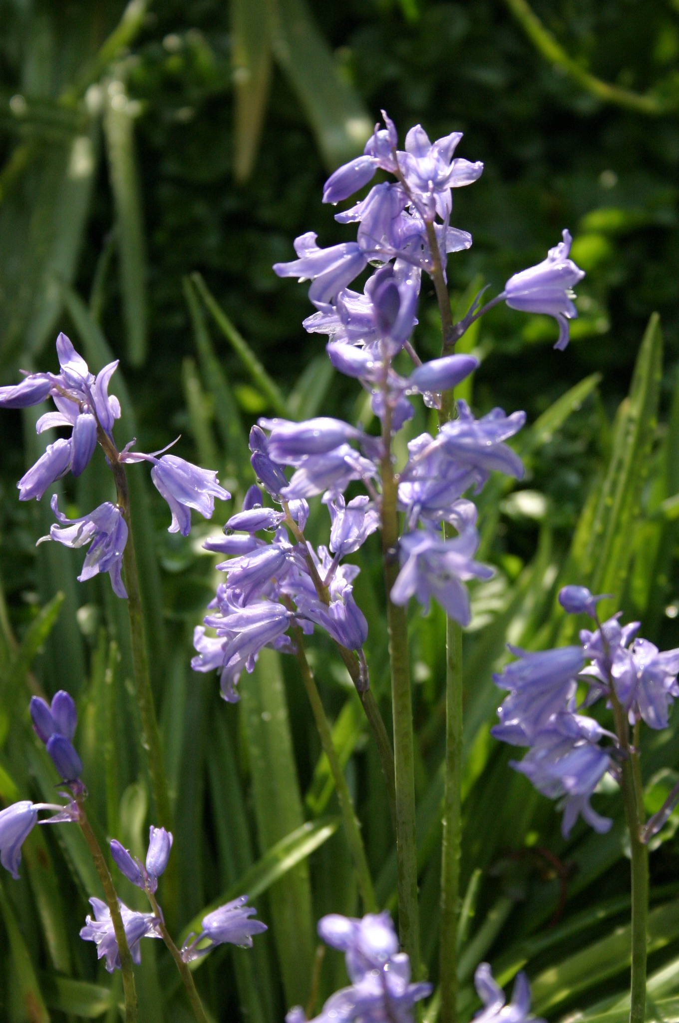 Blue Bells