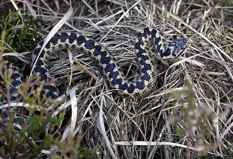 Drentse adder valt aan