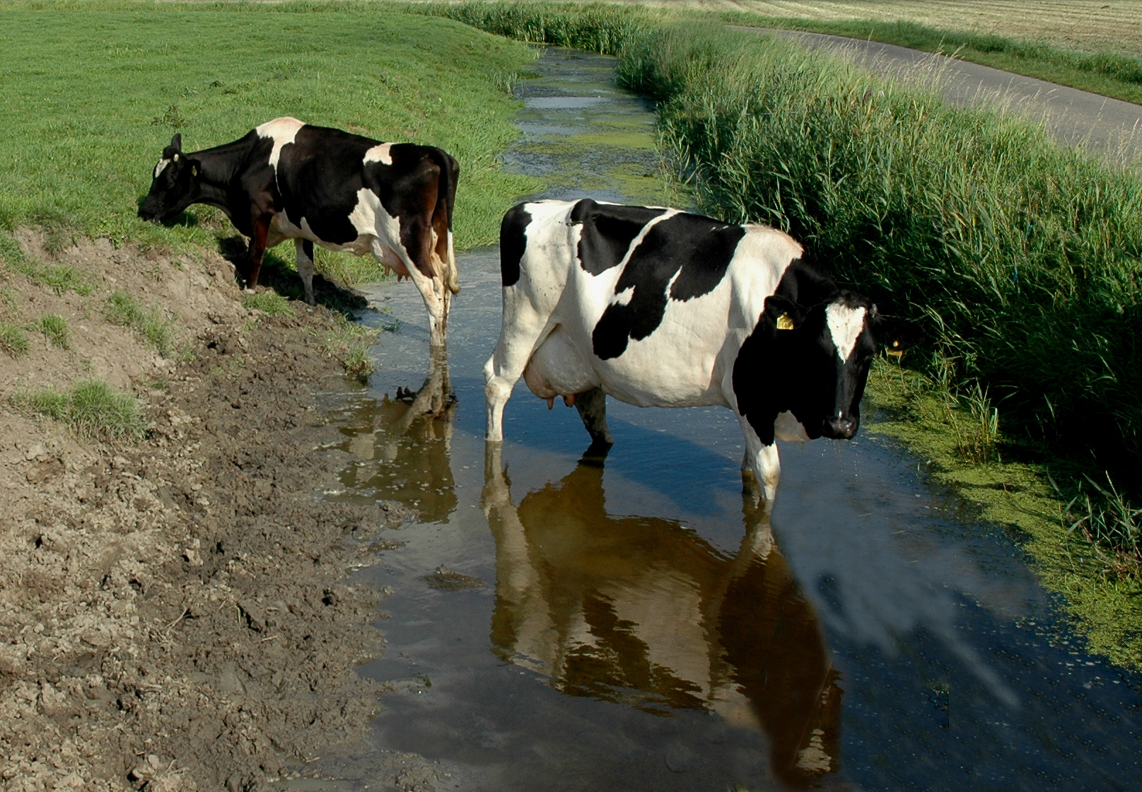 Koeien in de sloot