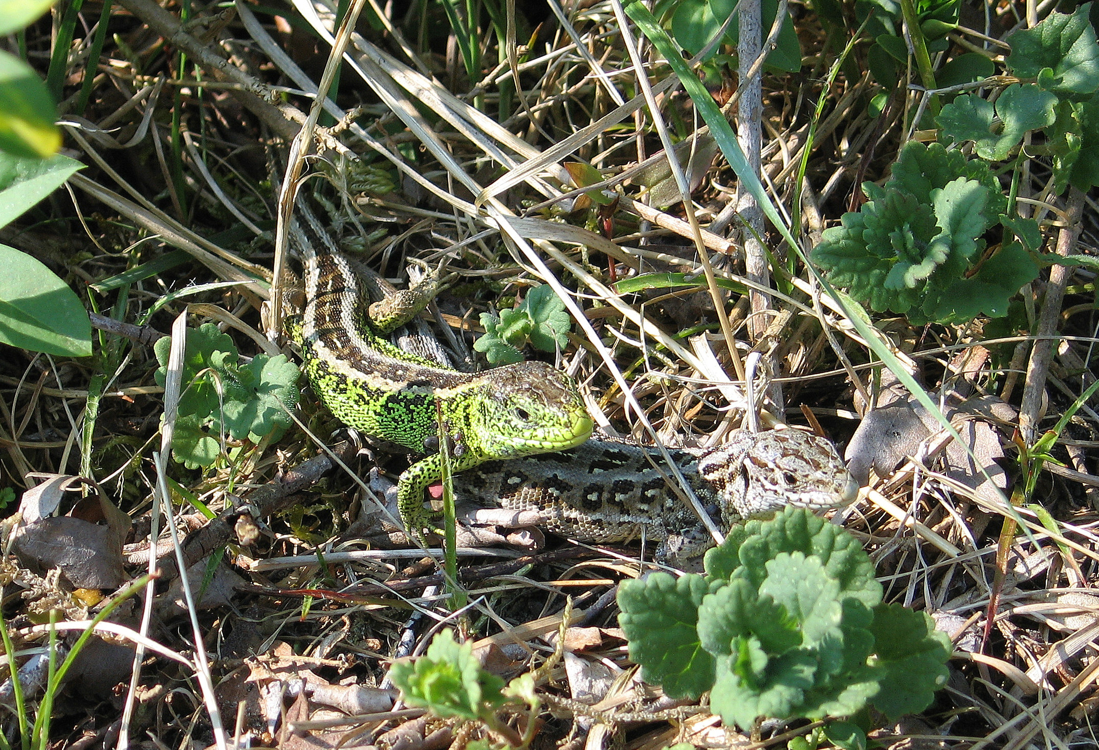Zandhagedissen in voorjaarszon