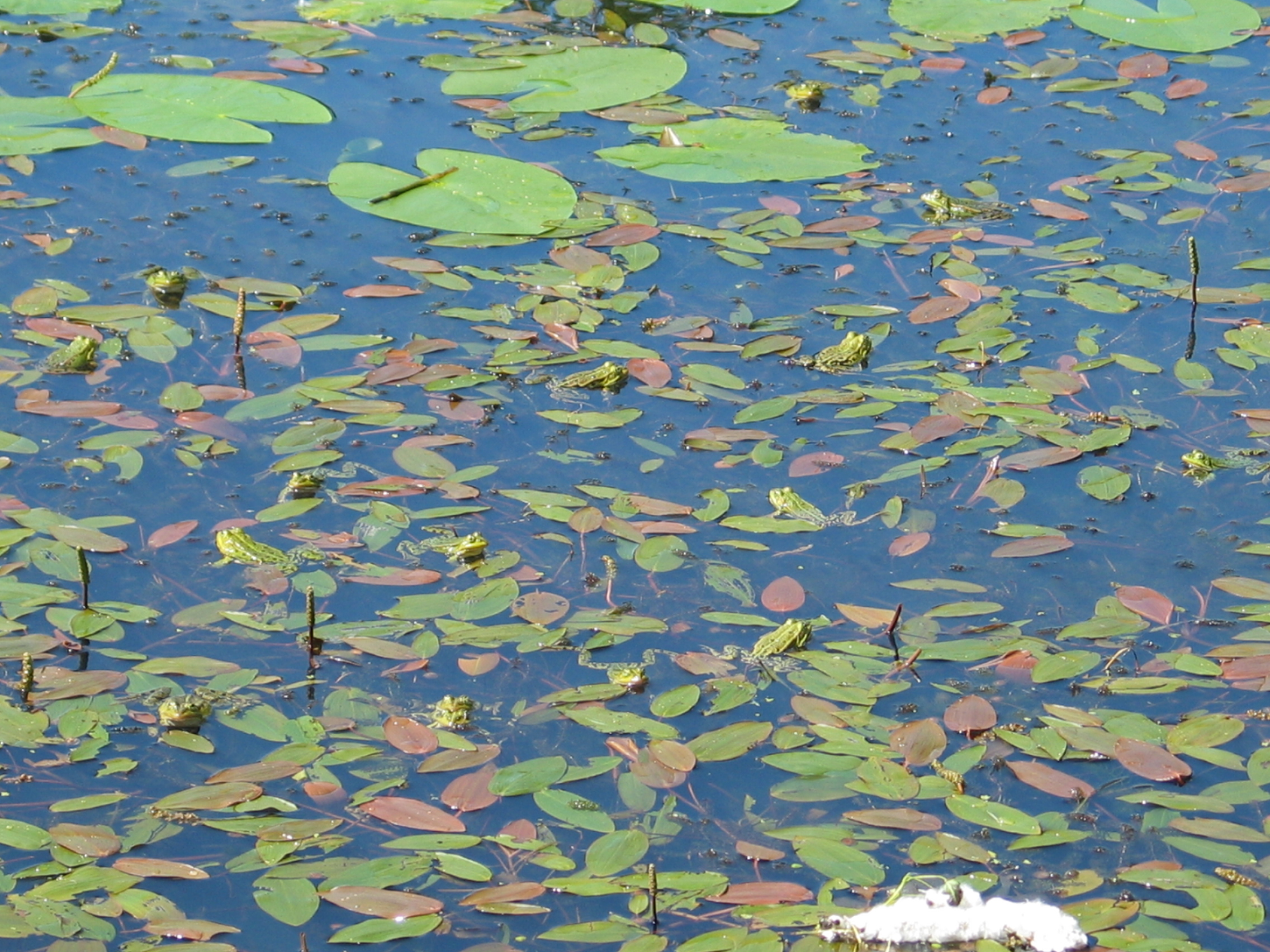 overbevolking? kikkers