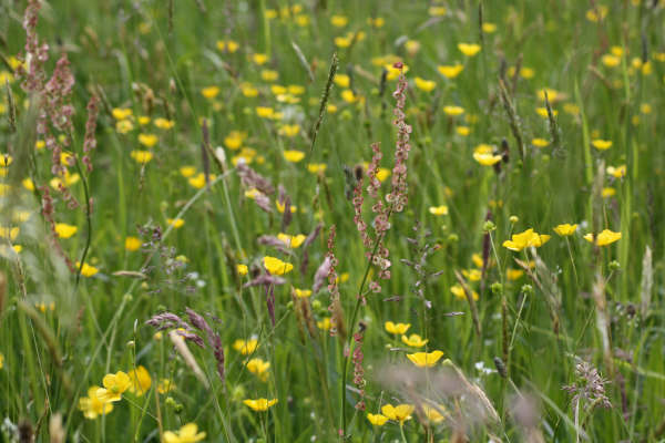 Bed van boterbloemen