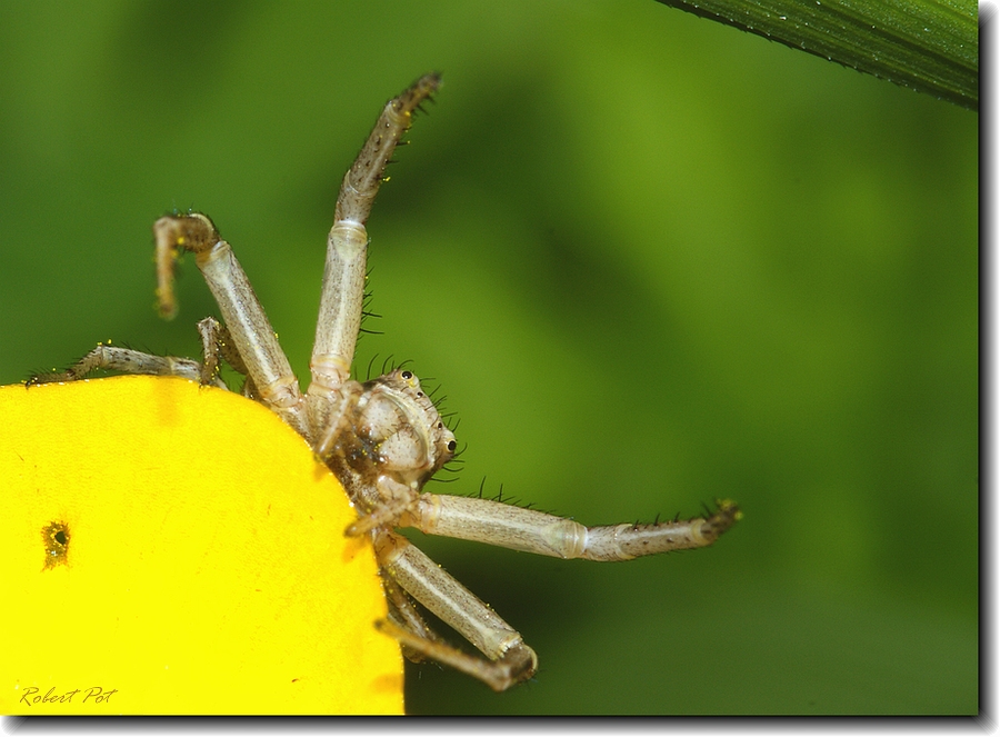 Misschien zo een beter ontvangst...