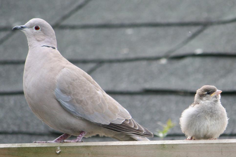 van m'n moeder mag ik niet met vreemde vogels praten!