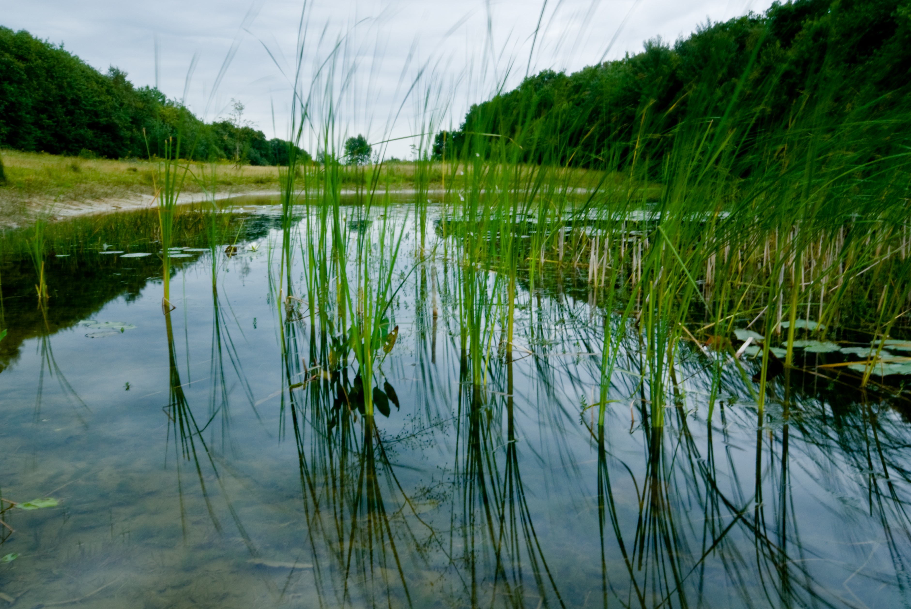 Begroeing in natuurvijvertje