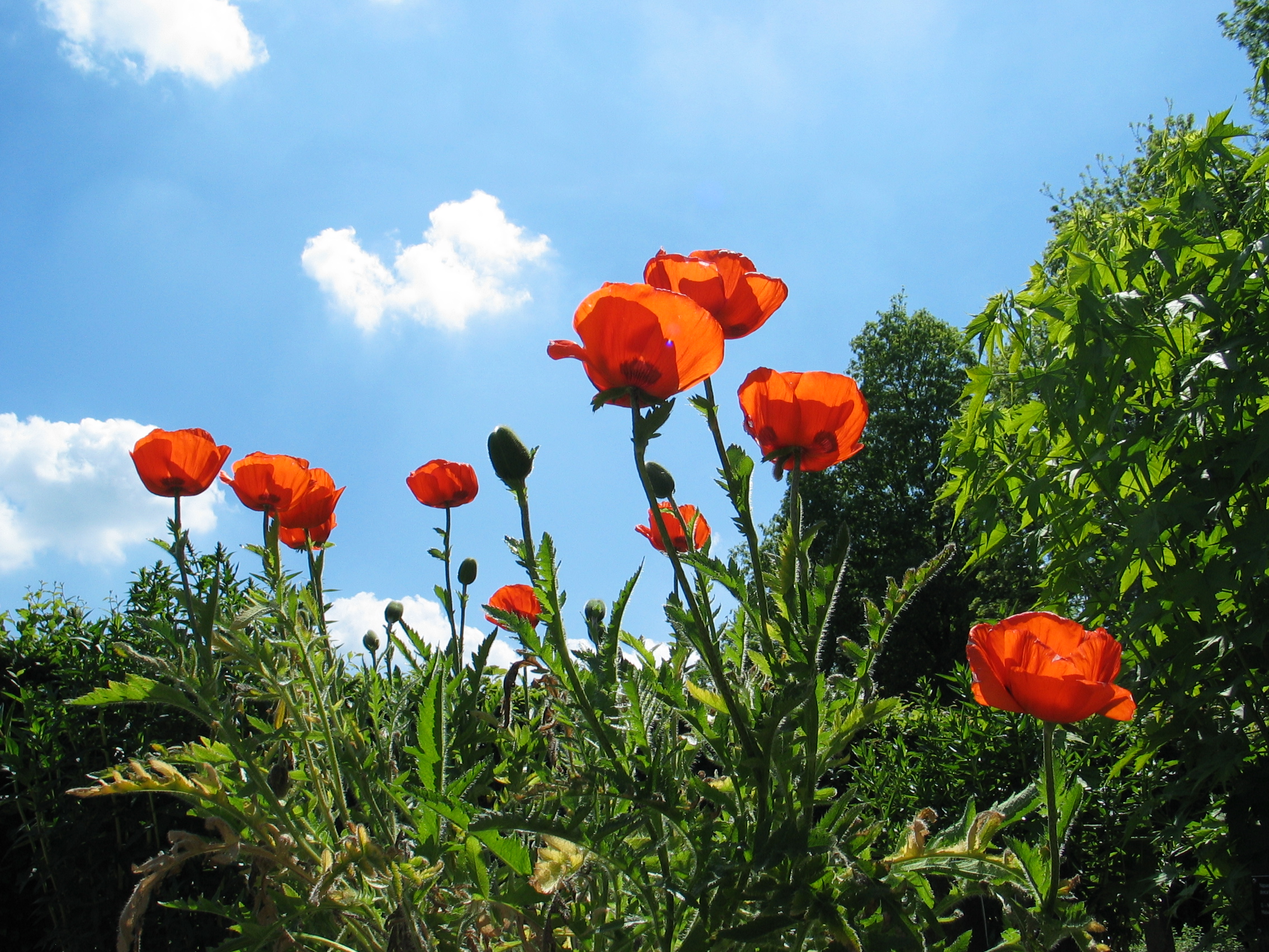 papavers op een stralende dag (23 mei)