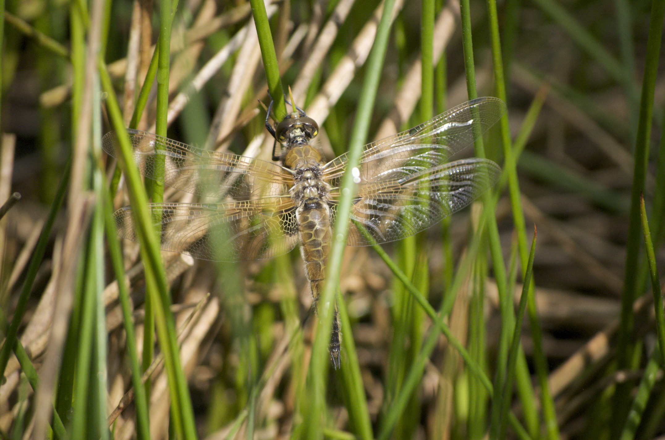 echte libelle