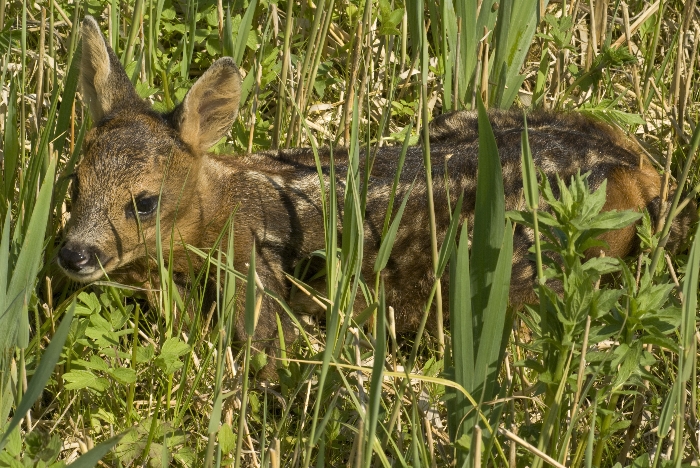 Bambi ligt te zonnen