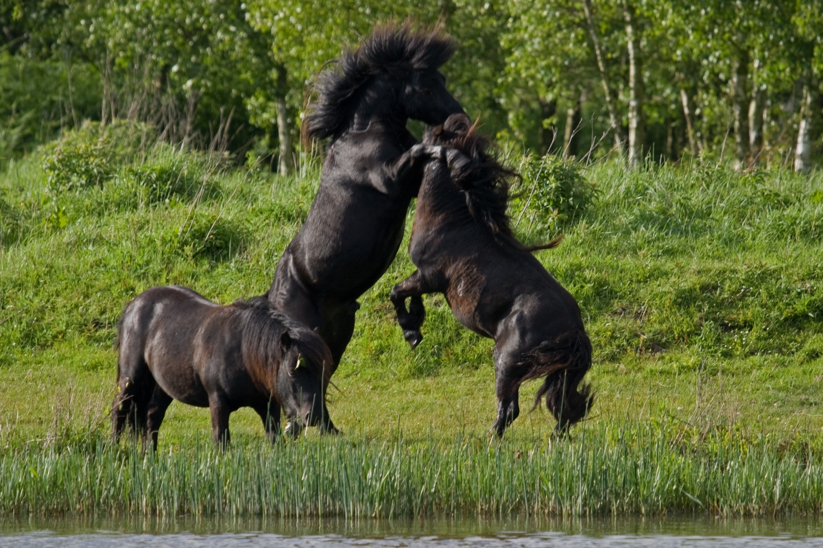 wilde ponnies