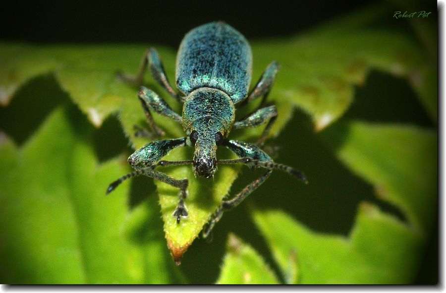 Here's looking at you kid...II