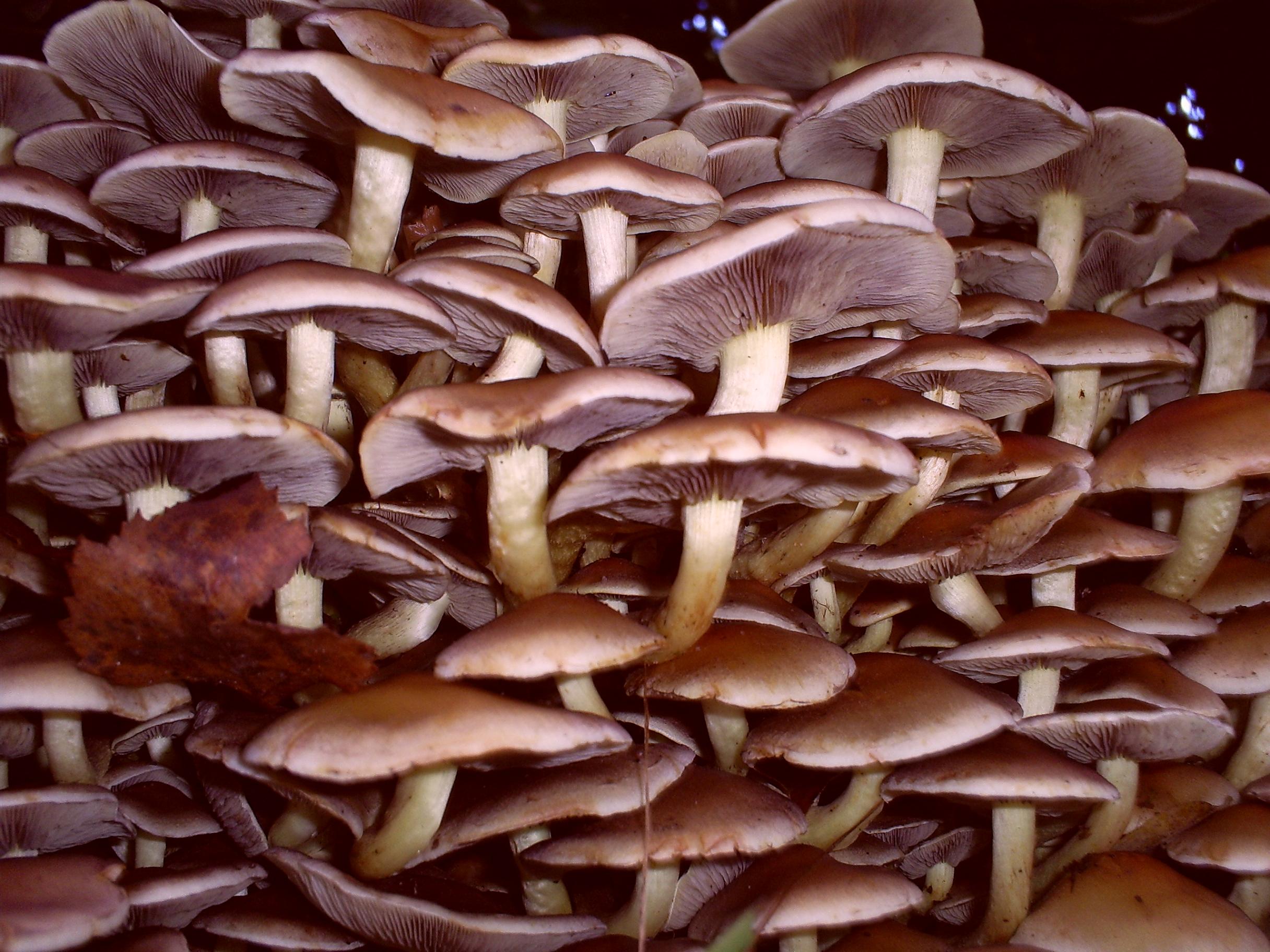 Psilocybe