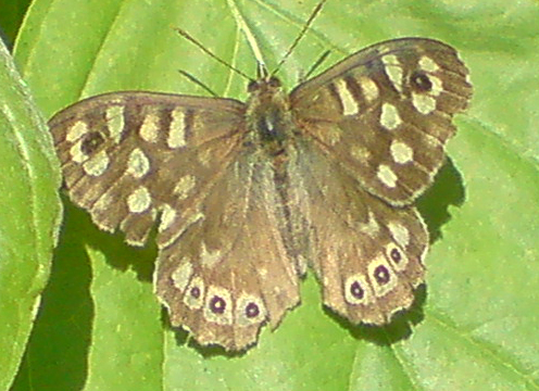 bont zandoogje ( Pararge aegeria)