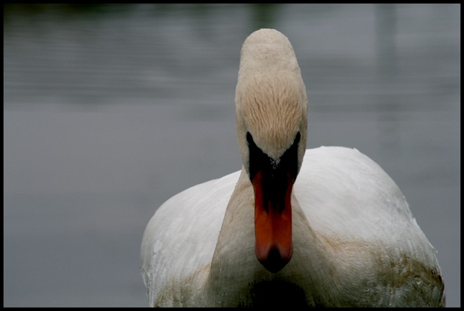 Een hele boze zwaan