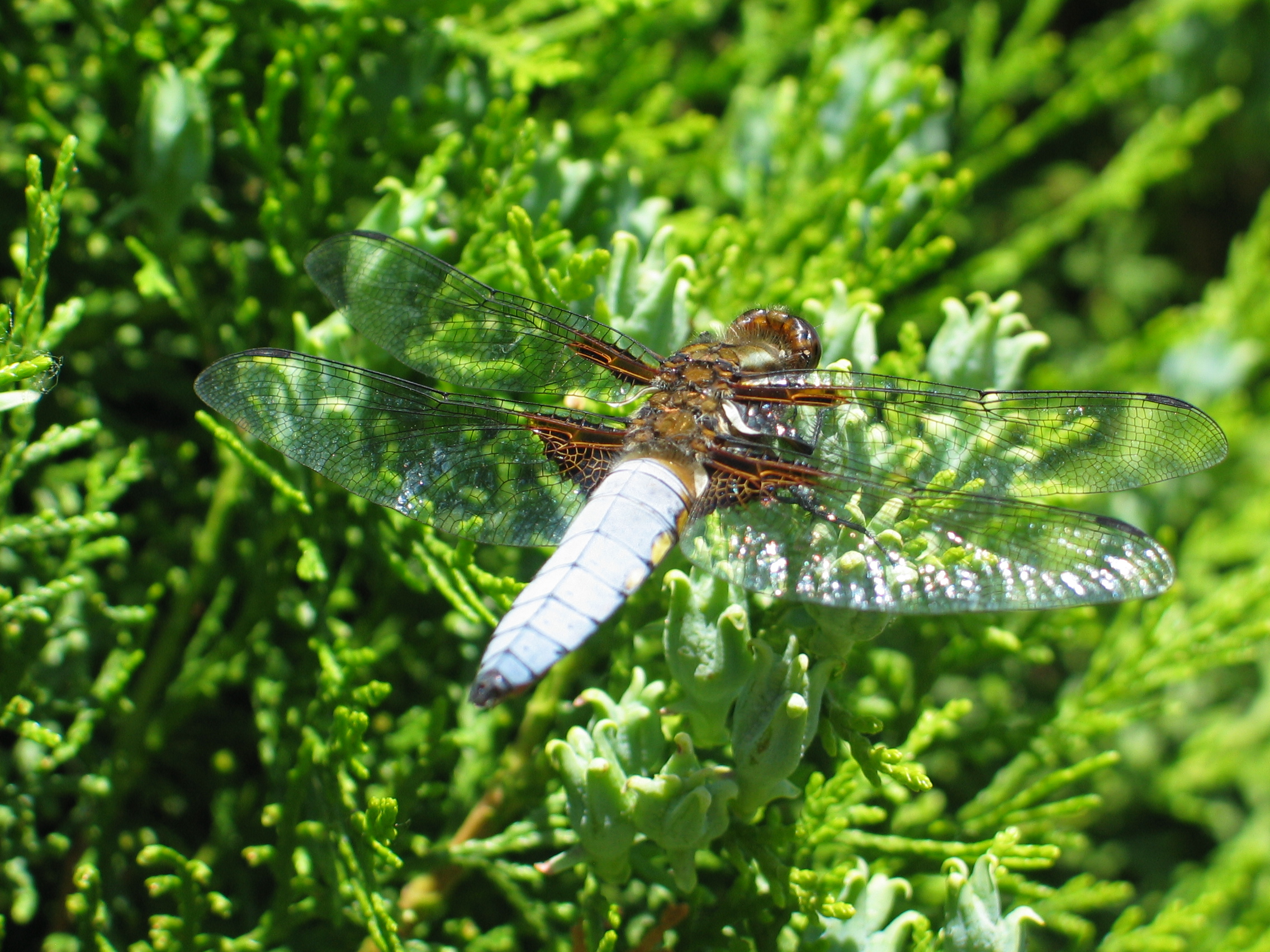 platte buiklibel - mannetje