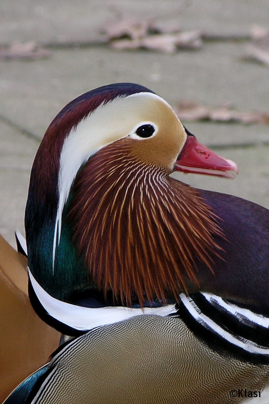 mandarijn eend