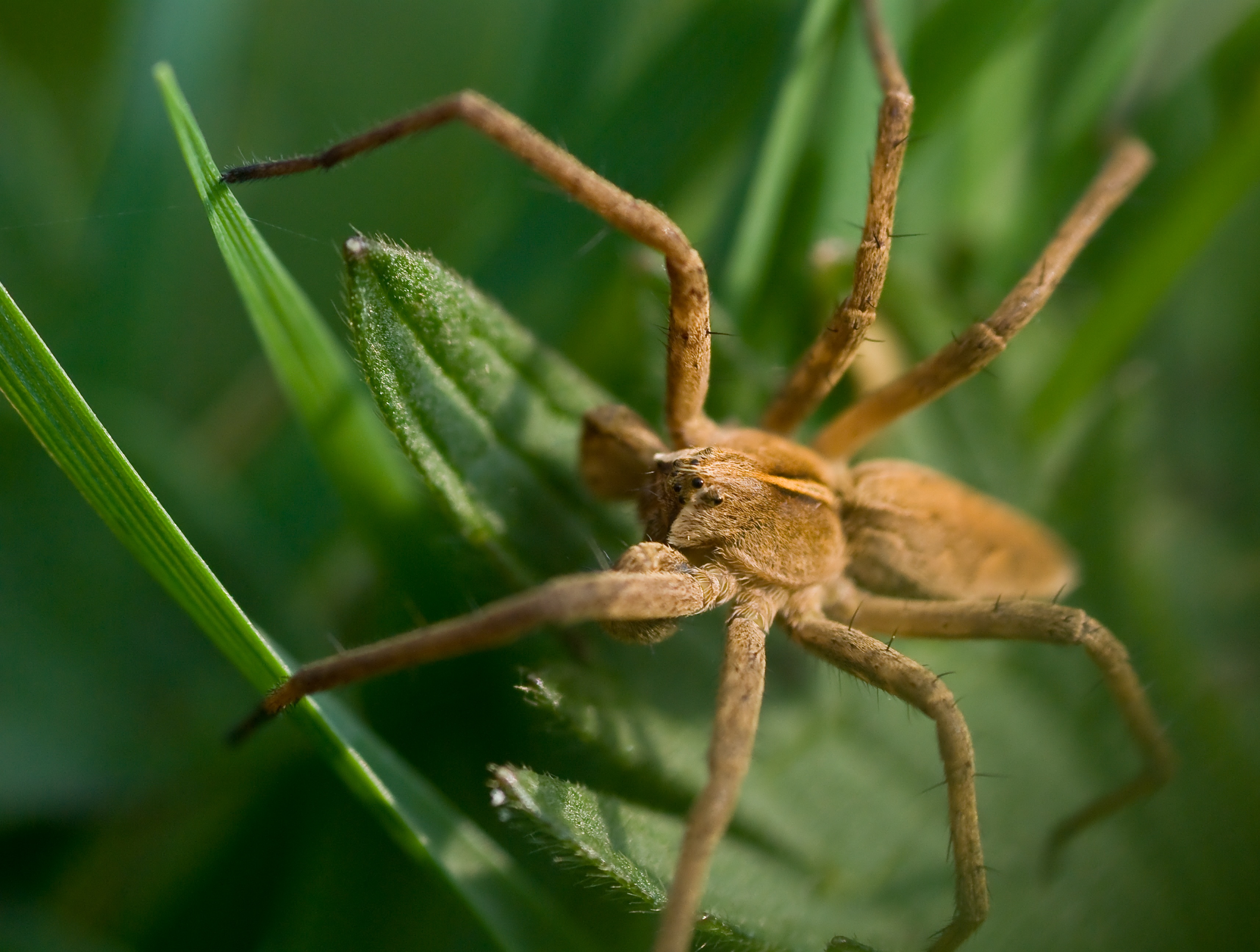 spinnetje verdedigd zijn eigen blad