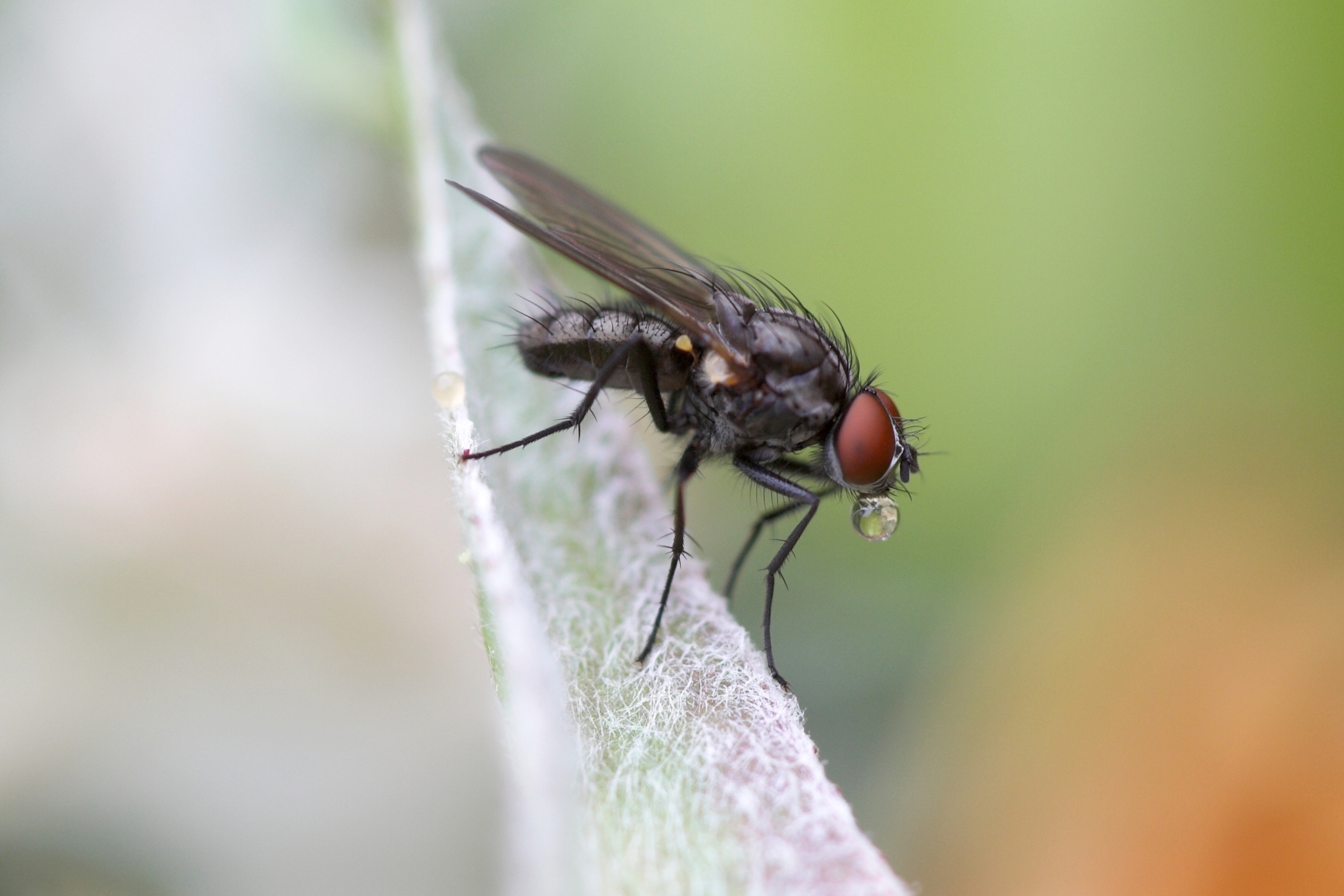 huisvlieg 