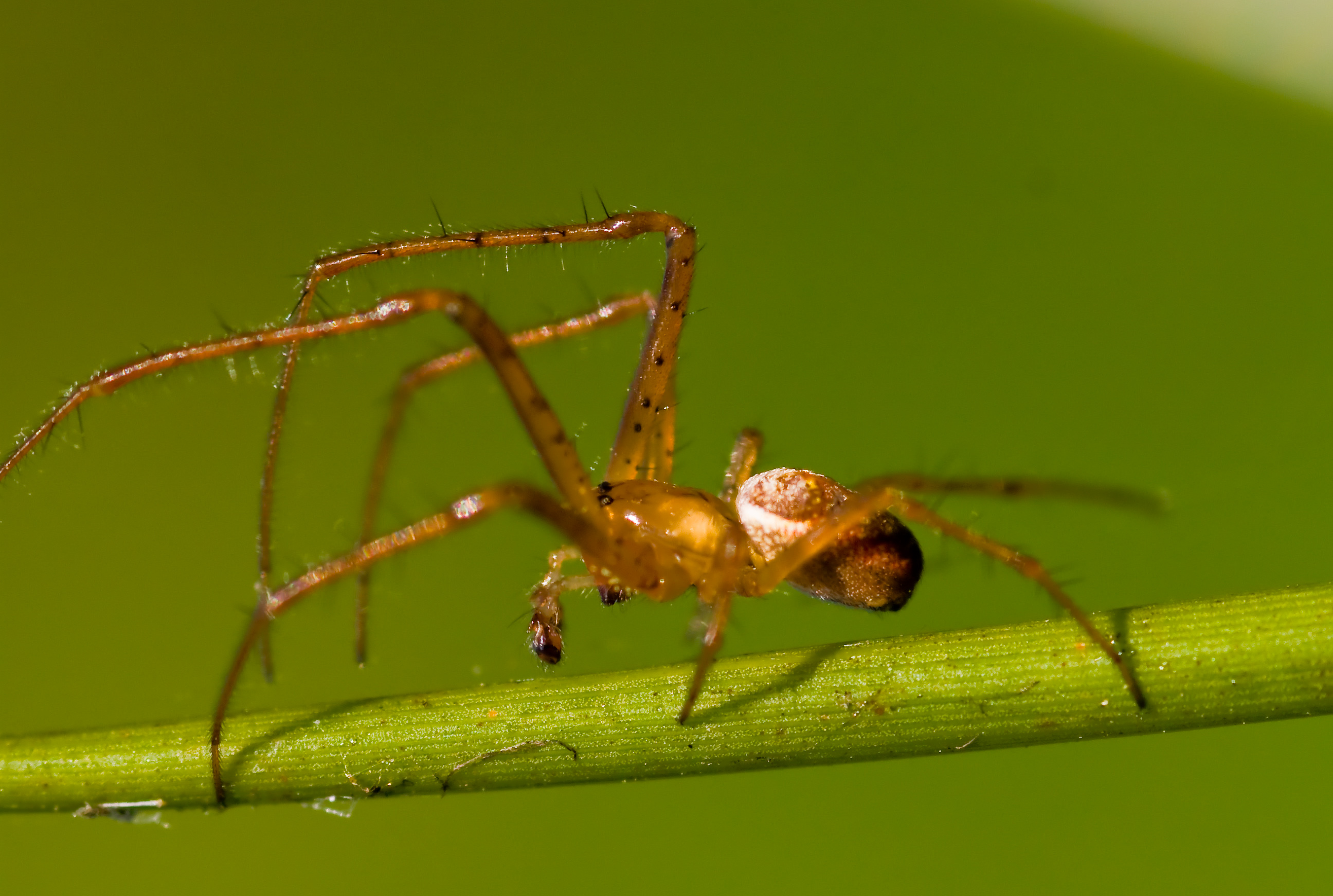spinnetjes weer in aktie