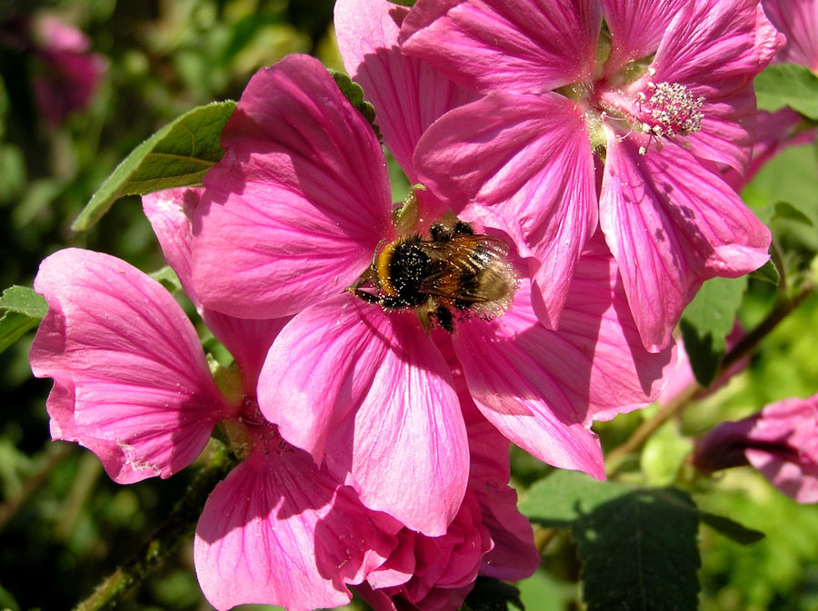"bloemetjes en bijtjes"