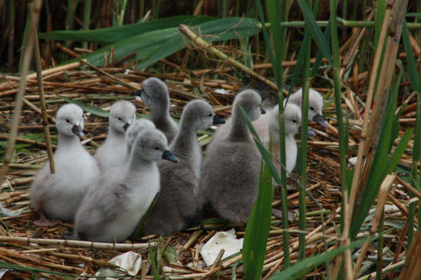 klaar om te gaan zwemmen