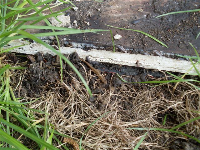 jonge salamander gespot