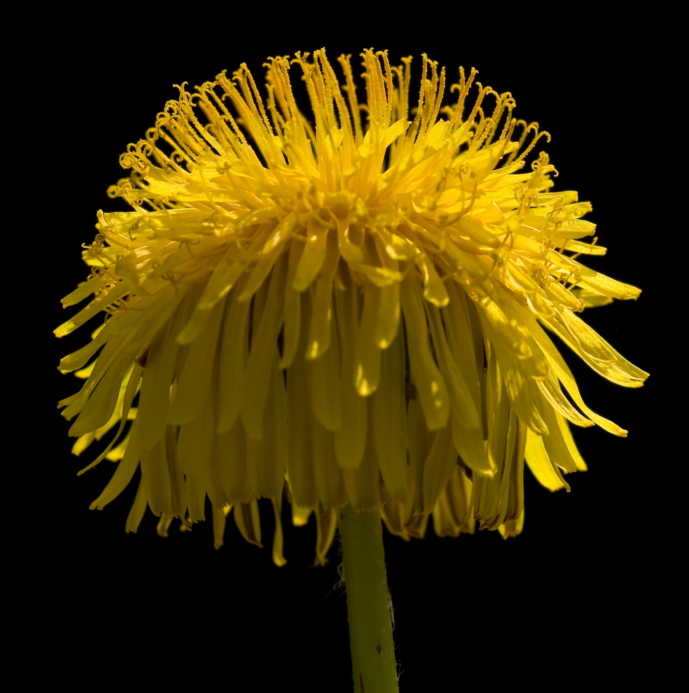 Paardenbloem op contrast